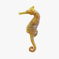 Sea Horse - Static PBR