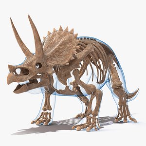 Triceratops Fossil Standing Pose with Transparent Skin