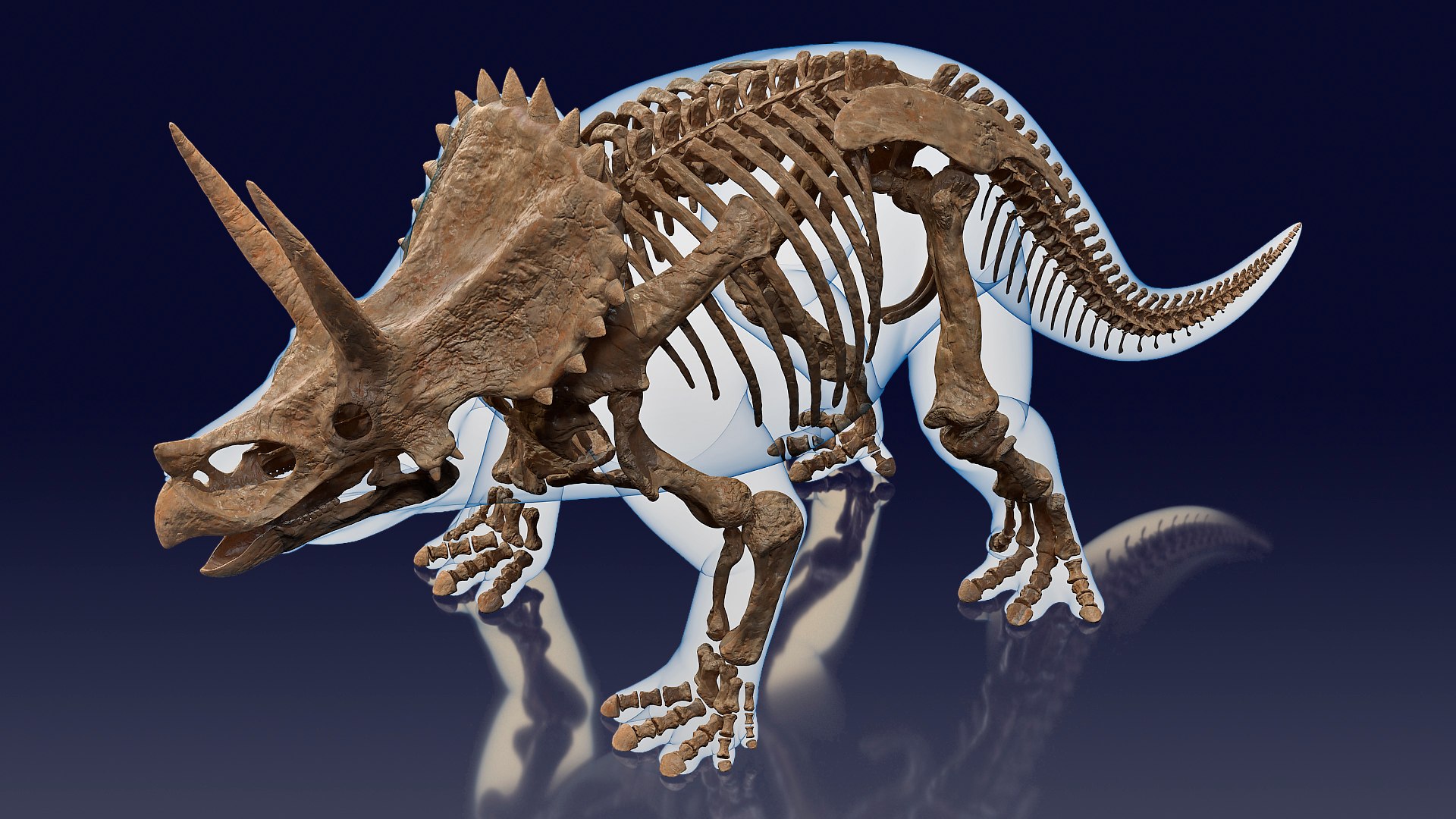 Triceratops Fossil Standing Pose with Transparent Skin 3D model preview