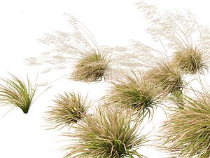 3D Deschampsia cespitosa Northern Lights - Tufted Hair Grass 02