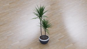 Dracaena 8 3D model