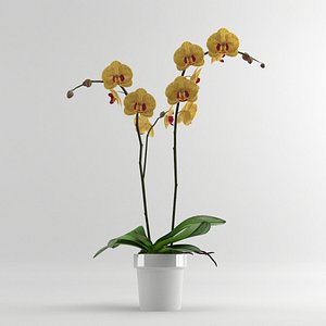 orchid moth orange 3d model