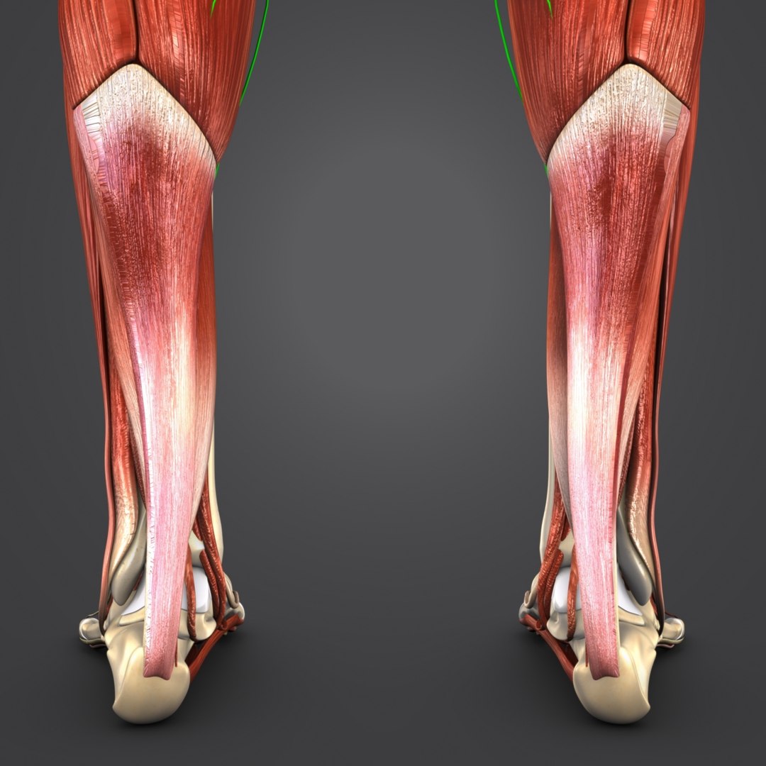 Body muscles 3D - TurboSquid 1319726