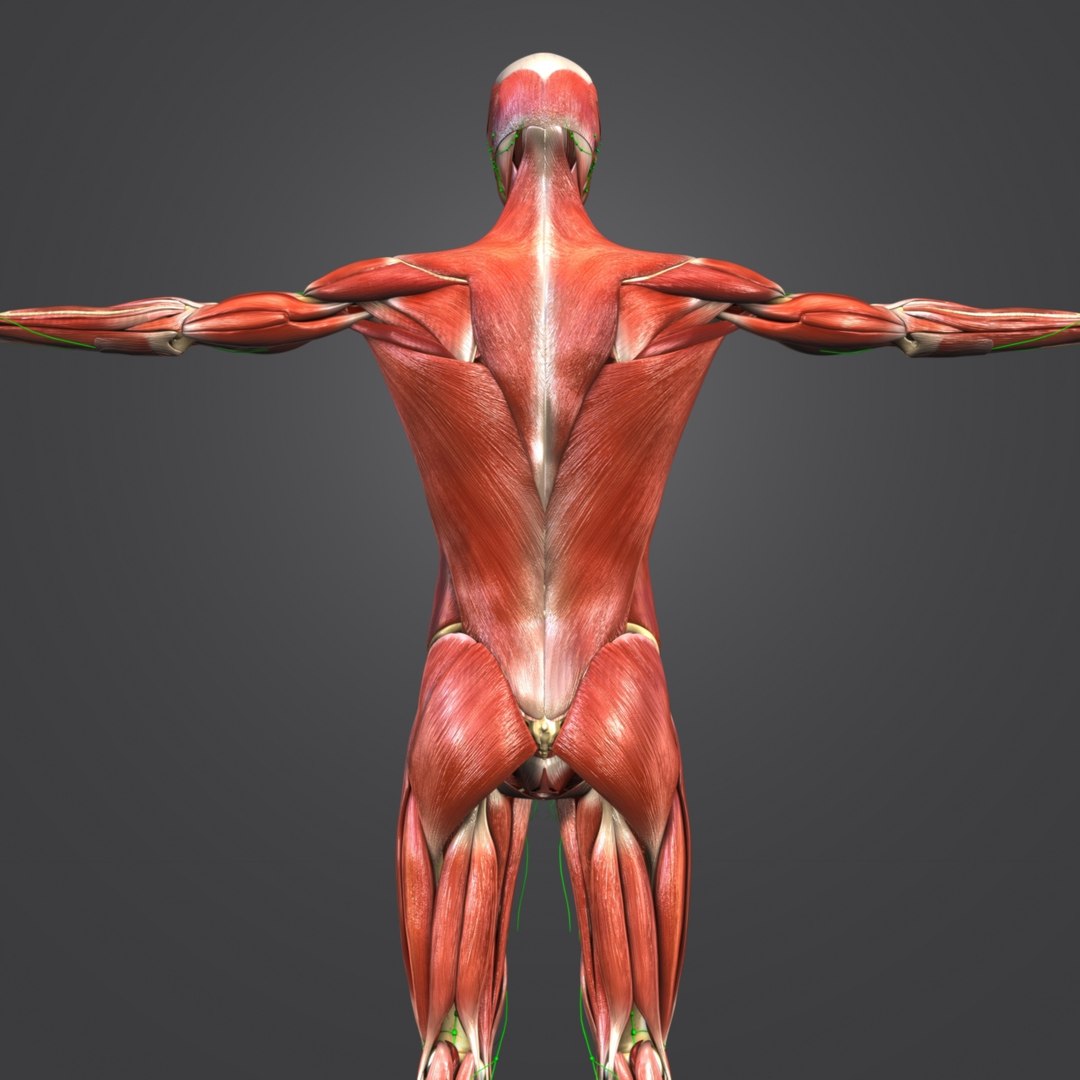 Body muscles 3D - TurboSquid 1319726