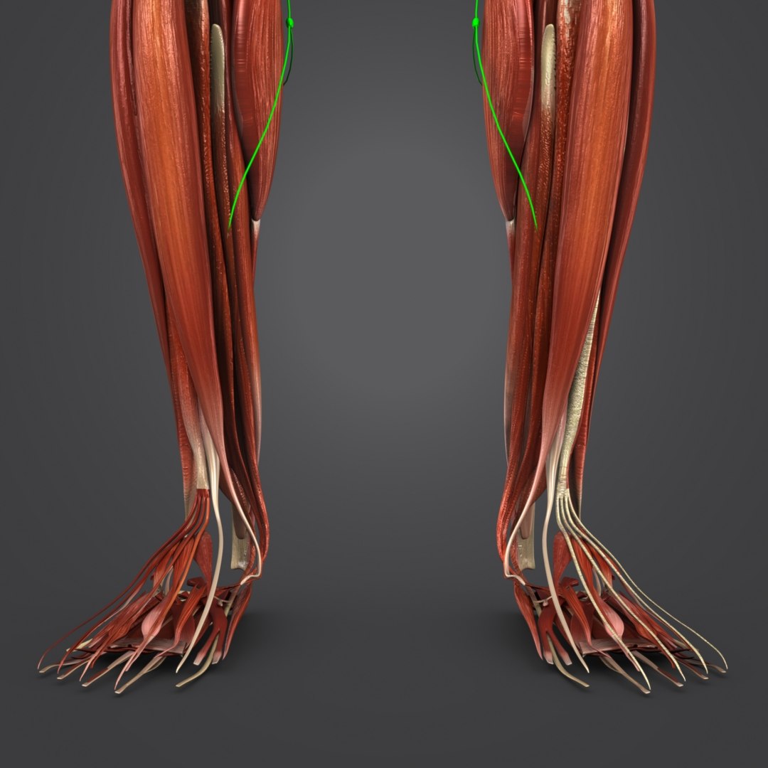 Body muscles 3D - TurboSquid 1319726