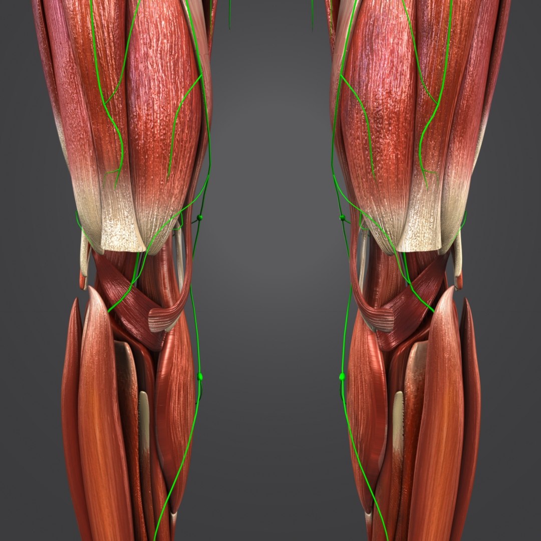 Body muscles 3D - TurboSquid 1319726