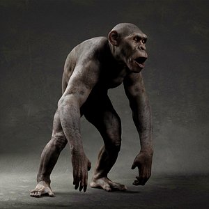 3D model Chimpanzee