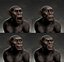 3D model Chimpanzee