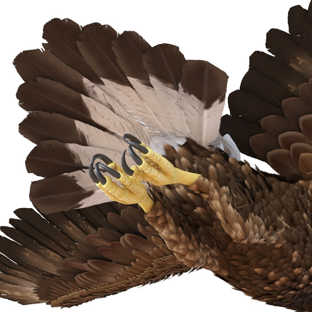 3d golden eagle pose 2 model https://p.turbosquid.com/ts-thumb/XZ/jU9MCW/0SQIQ5Ur/goldeneagle3dmodel16/jpg/1447747337/1920x1080/fit_q87/d701b4b6935807c9e30662f0ec873b4510ec3c39/goldeneagle3dmodel16.jpg