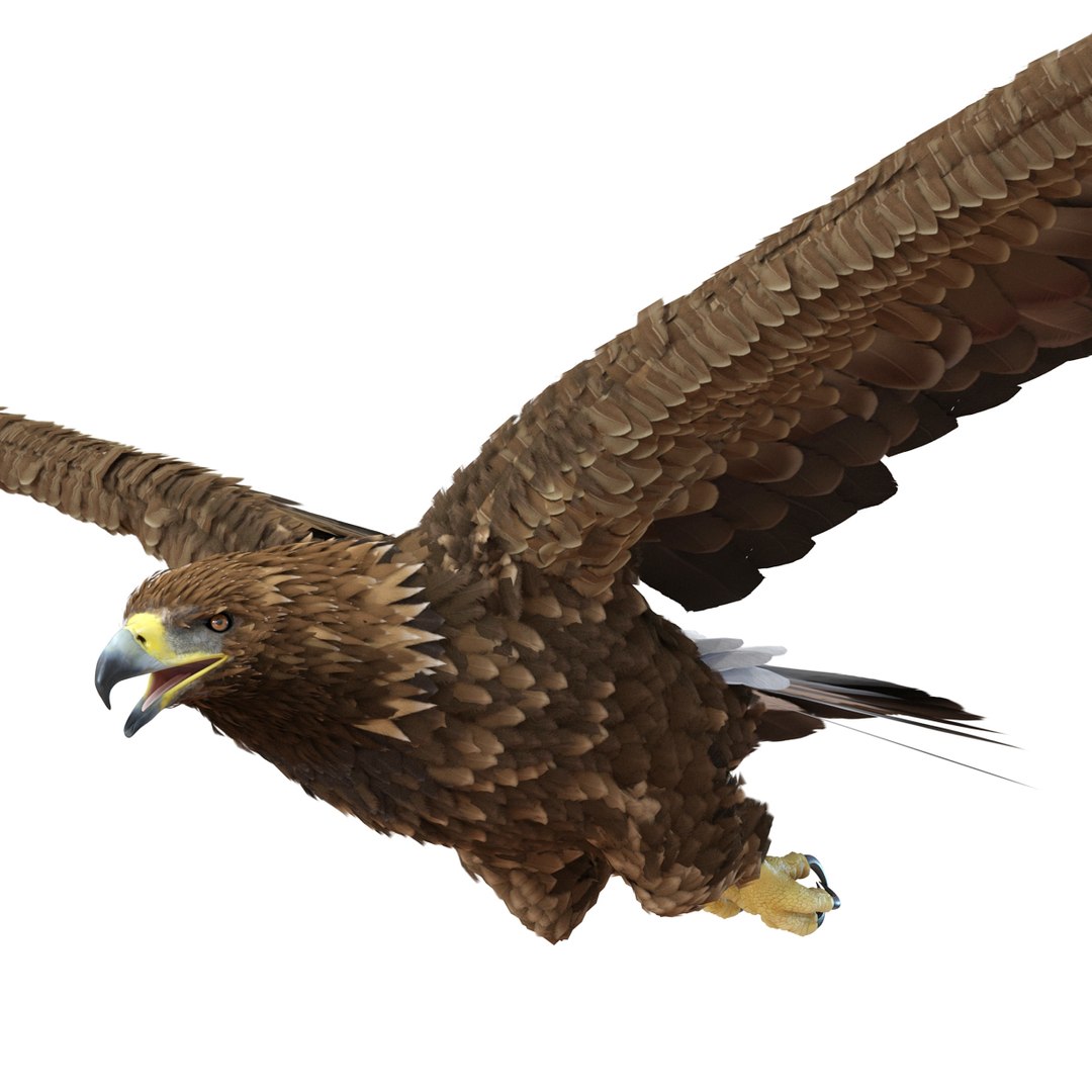 3d Golden Eagle Pose 2 Model