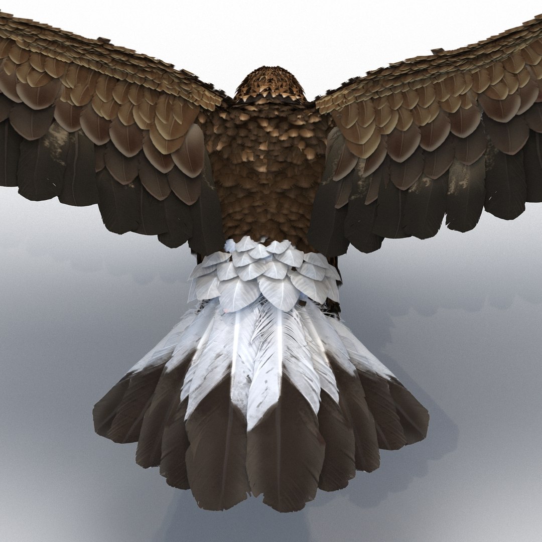 3d golden eagle pose 2 model https://p.turbosquid.com/ts-thumb/XZ/jU9MCW/ILdl8aJG/goldeneagle3dmodel15/jpg/1447747337/1920x1080/fit_q87/16b569732de538f4ab25f7d55a1cc5c09203b792/goldeneagle3dmodel15.jpg