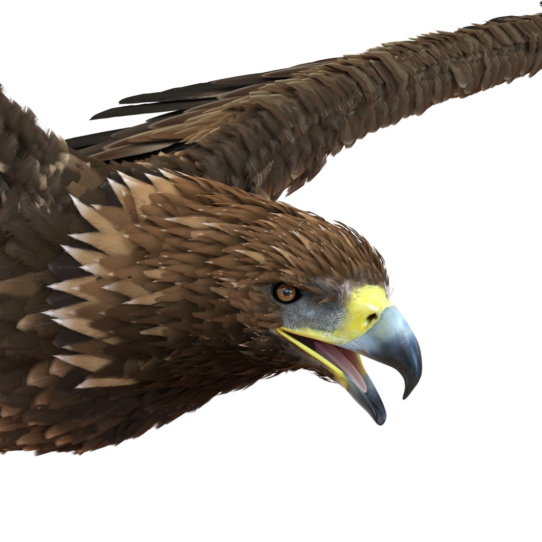 3d golden eagle pose 2 model https://p.turbosquid.com/ts-thumb/XZ/jU9MCW/IgKwmqmX/goldeneagle3dmodel11/jpg/1447747337/1920x1080/fit_q87/8d305e47d6ab62d39cdae56bd7ac854409b1ea13/goldeneagle3dmodel11.jpg