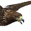 Golden Eagle Pose 2
