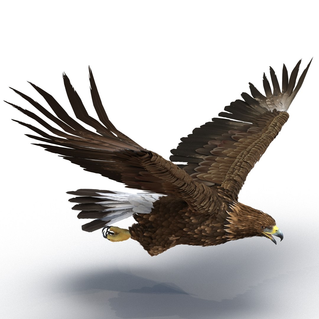 3d golden eagle pose 2 model https://p.turbosquid.com/ts-thumb/XZ/jU9MCW/OQ9XVk9t/goldeneagle3dmodel04/jpg/1447747336/1920x1080/fit_q87/90ce7aa9c1f6034eb98d109ec9b3de08b03f1191/goldeneagle3dmodel04.jpg
