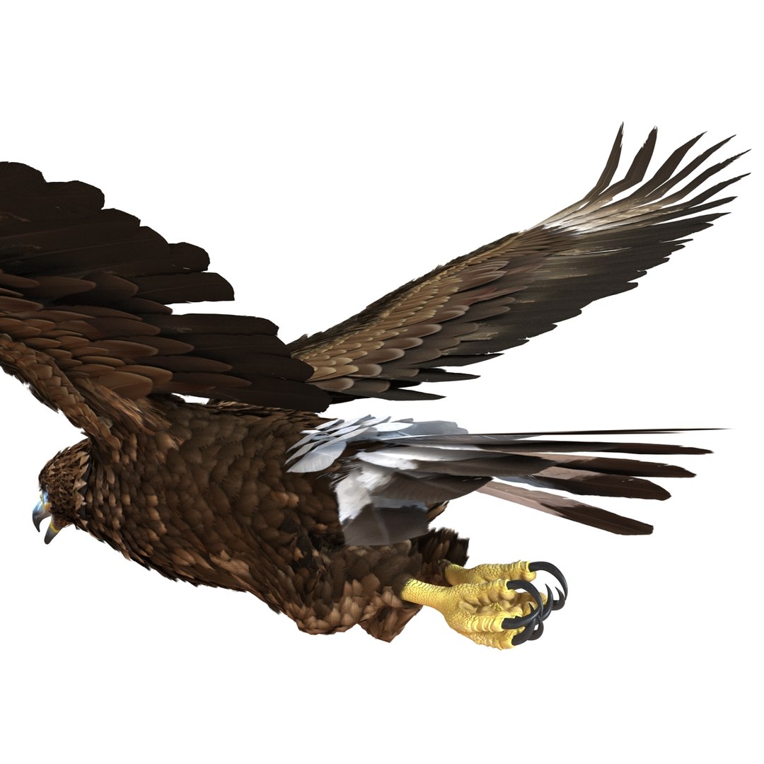 3d golden eagle pose 2 model https://p.turbosquid.com/ts-thumb/XZ/jU9MCW/Pkzd8NZU/goldeneagle3dmodel17/jpg/1447747337/1920x1080/fit_q87/9a05bcdb5e64fcff998bd8041c2a3ae76961aec3/goldeneagle3dmodel17.jpg