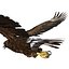 Golden Eagle Pose 2