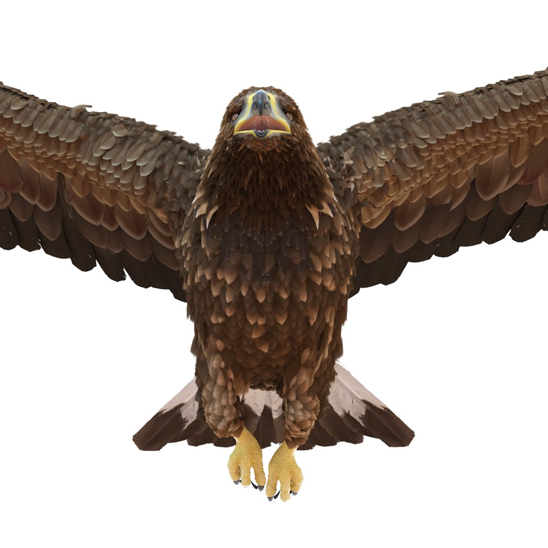 3d golden eagle pose 2 model https://p.turbosquid.com/ts-thumb/XZ/jU9MCW/cW3E6EFB/goldeneagle3dmodel13/jpg/1447747337/1920x1080/fit_q87/ff360c37d333d33cb46a90b348ab653396ad184a/goldeneagle3dmodel13.jpg