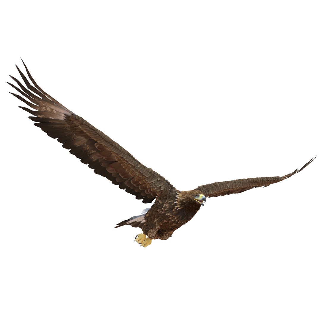 3d golden eagle pose 2 model https://p.turbosquid.com/ts-thumb/XZ/jU9MCW/cdAcaNJT/goldeneagle3dmodel03/jpg/1447747336/1920x1080/fit_q87/90faec33b553c649c3d58799082e3b880af1bb2e/goldeneagle3dmodel03.jpg
