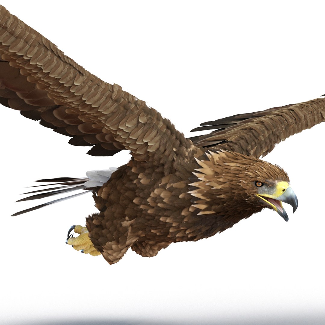 3d golden eagle pose 2 model https://p.turbosquid.com/ts-thumb/XZ/jU9MCW/ip59yqUC/goldeneagle3dmodel09/jpg/1447747337/1920x1080/fit_q87/081e75df4f14c9c5102ad5cd596595e6b6dceb92/goldeneagle3dmodel09.jpg