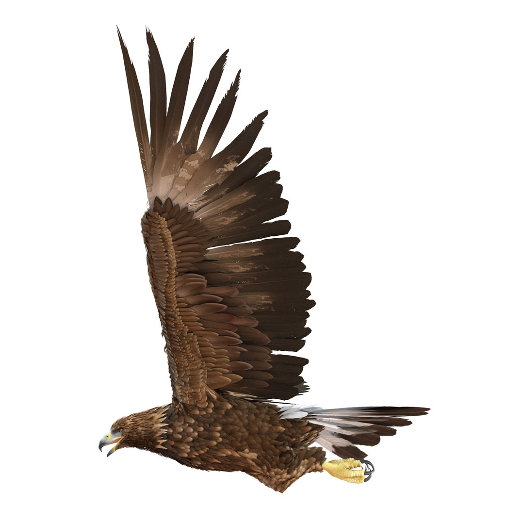 3d golden eagle pose 2 model https://p.turbosquid.com/ts-thumb/XZ/jU9MCW/la6P2cWX/goldeneagle3dmodel05/jpg/1447747336/1920x1080/fit_q87/1b0fcd05145f6ff106ce0448ca3e2ad447e11b75/goldeneagle3dmodel05.jpg