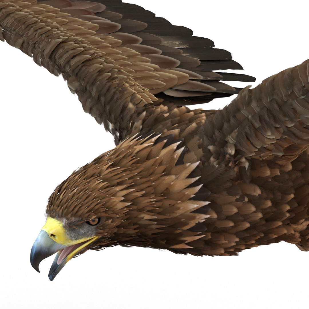 3d golden eagle pose 2 model https://p.turbosquid.com/ts-thumb/XZ/jU9MCW/onZ0mute/goldeneagle3dmodel12/jpg/1447747337/1920x1080/fit_q87/44eda062e71c451eebd6518512f92d6795f0af2b/goldeneagle3dmodel12.jpg