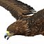 Golden Eagle Pose 2