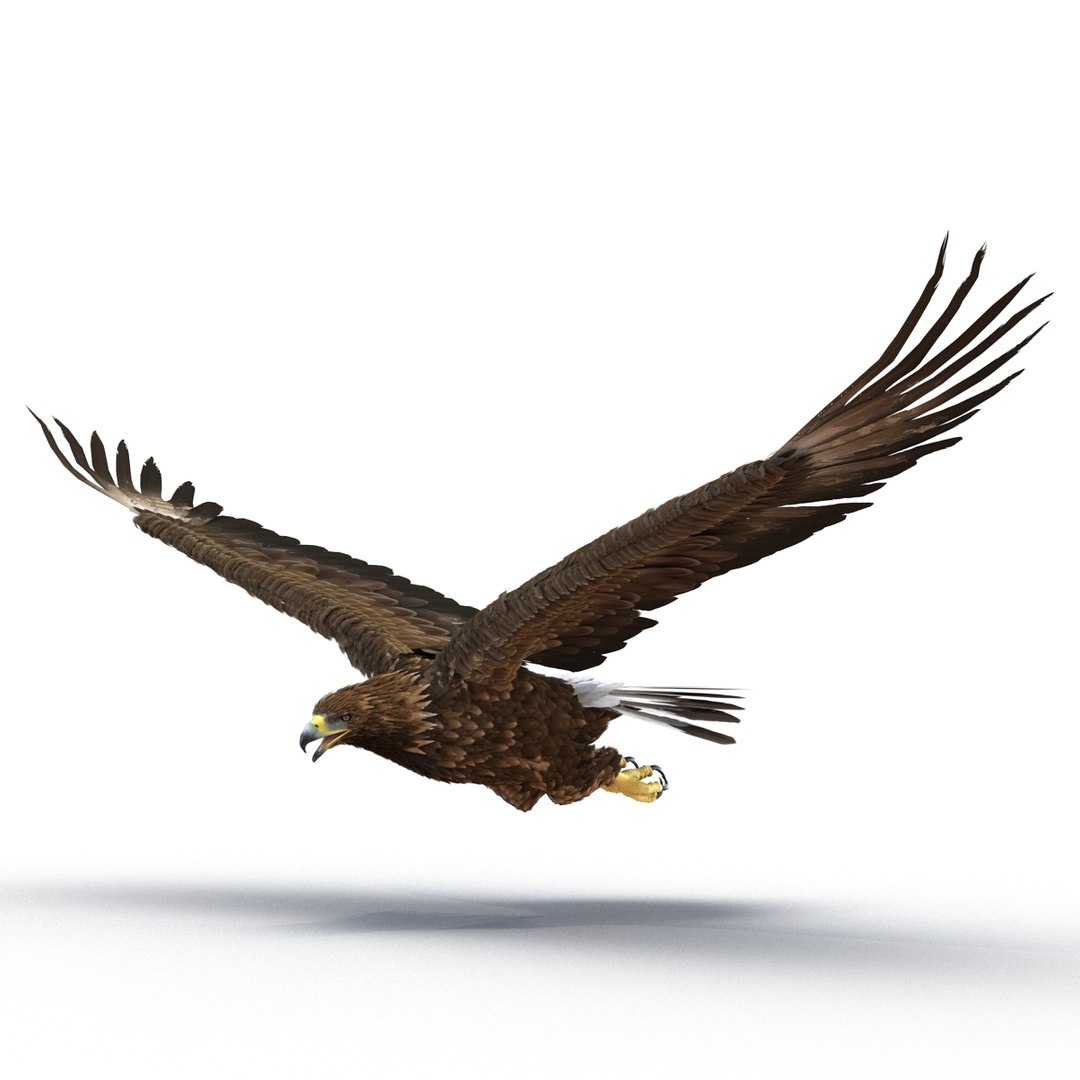 3d golden eagle pose 2 model https://p.turbosquid.com/ts-thumb/XZ/jU9MCW/pKgLhWh0/goldeneagle3dmodel06/jpg/1447747336/1920x1080/fit_q87/46da7622af62a6582ba807697f4707d8c5f017c6/goldeneagle3dmodel06.jpg