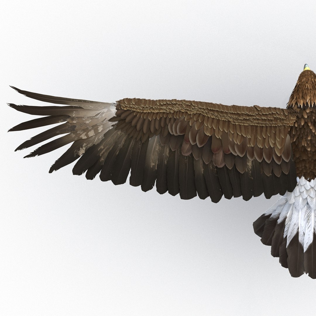 3d golden eagle pose 2 model https://p.turbosquid.com/ts-thumb/XZ/jU9MCW/rSqXvRfw/goldeneagle3dmodel18/jpg/1447747337/1920x1080/fit_q87/8a2338722b7c1ae3ac6a26c0a2a5993e4a5fa8ea/goldeneagle3dmodel18.jpg