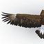 Golden Eagle Pose 2