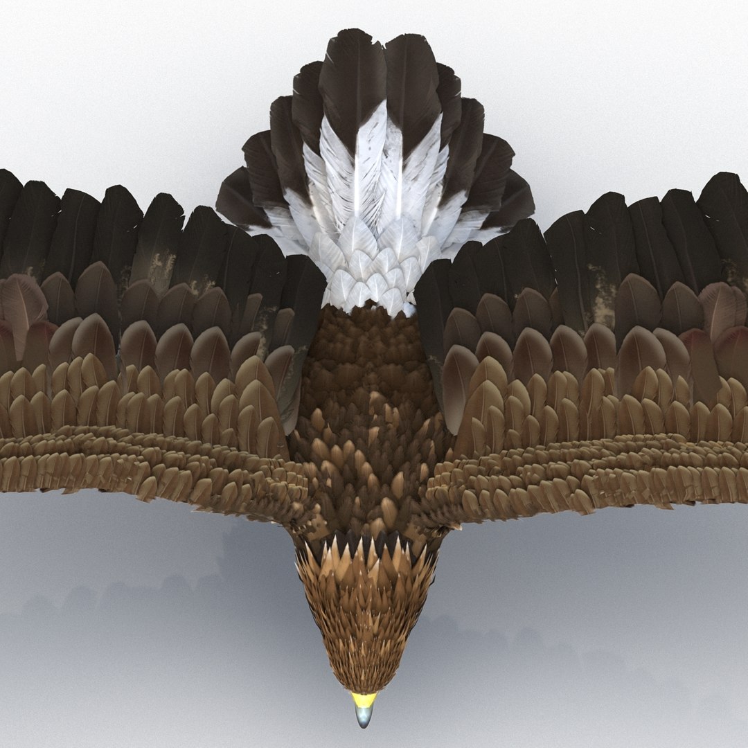 3d golden eagle pose 2 model https://p.turbosquid.com/ts-thumb/XZ/jU9MCW/vi0OGXYt/goldeneagle3dmodel14/jpg/1447747337/1920x1080/fit_q87/a9cec9f5ff0c24c793cc74b3ad8e5c872d0b5b00/goldeneagle3dmodel14.jpg