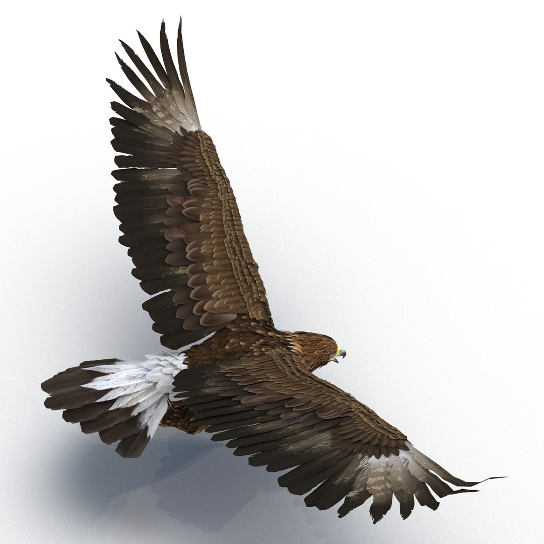 3d golden eagle pose 2 model https://p.turbosquid.com/ts-thumb/XZ/jU9MCW/wSY0TDDx/goldeneagle3dmodel08/jpg/1447747337/1920x1080/fit_q87/b738859582f13ac8d2e5dd00be96efc952bf8805/goldeneagle3dmodel08.jpg
