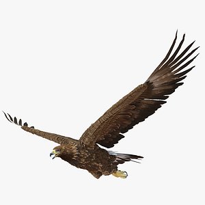 3d golden eagle pose 2 model