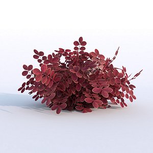 Plant Berberys Garden