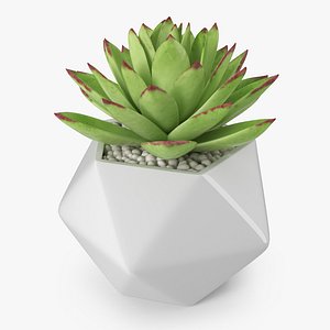 Echeveria Agavoides Lipstick