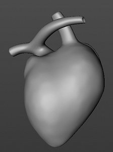 Anatomical Heart