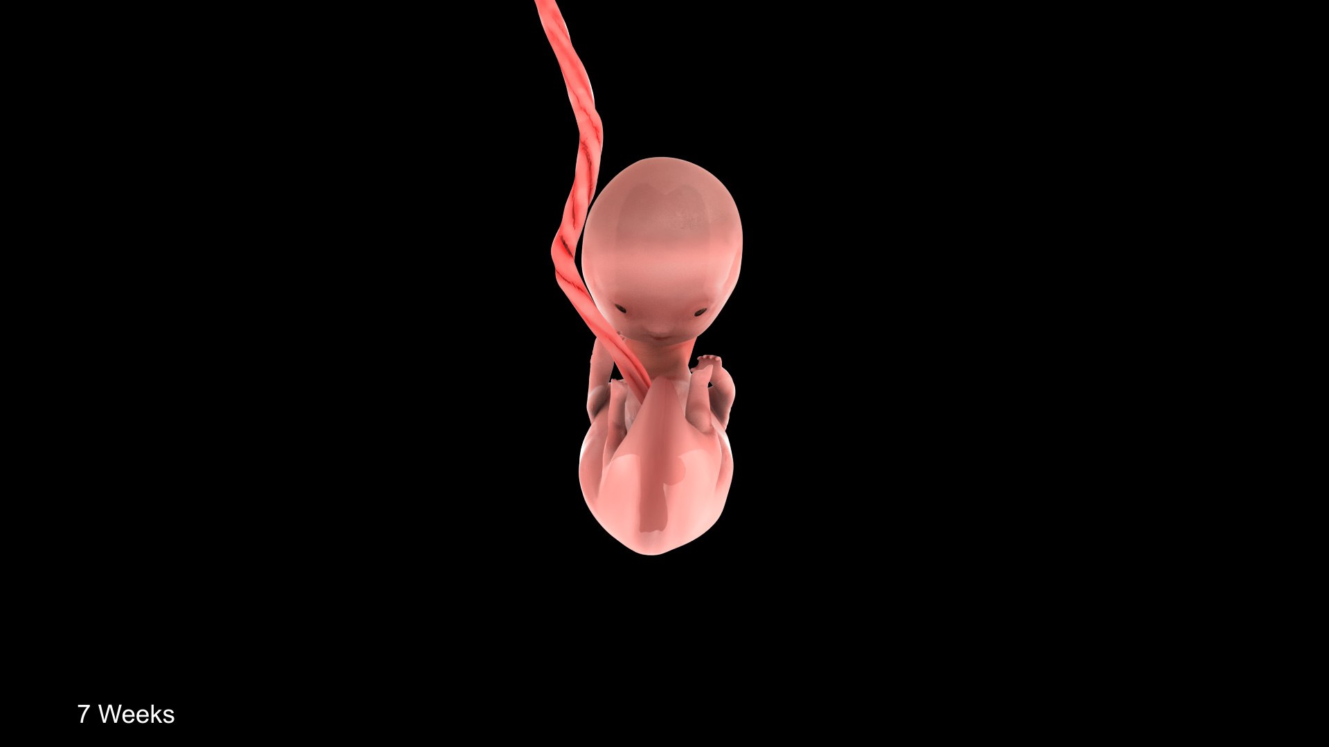 7 Weeks Human Fetus Model - TurboSquid 2036590