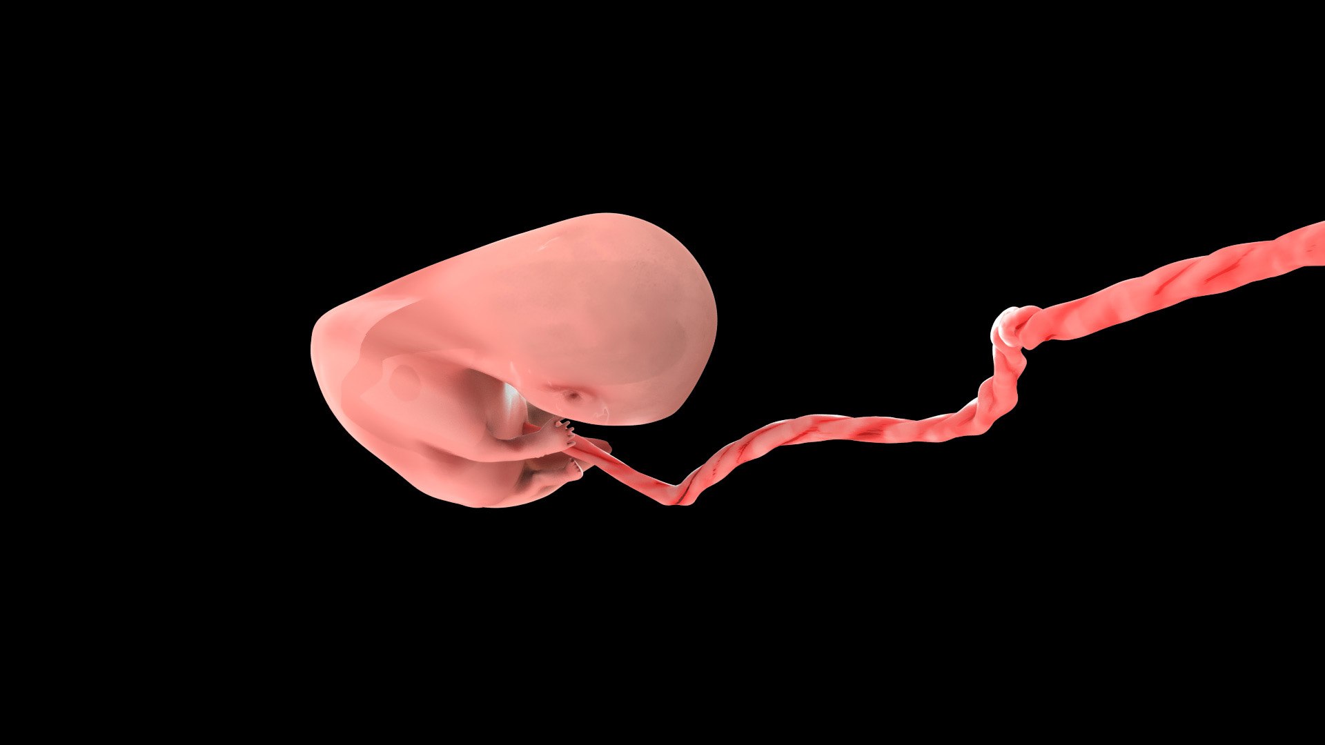 7 Weeks Human Fetus Model - TurboSquid 2036590