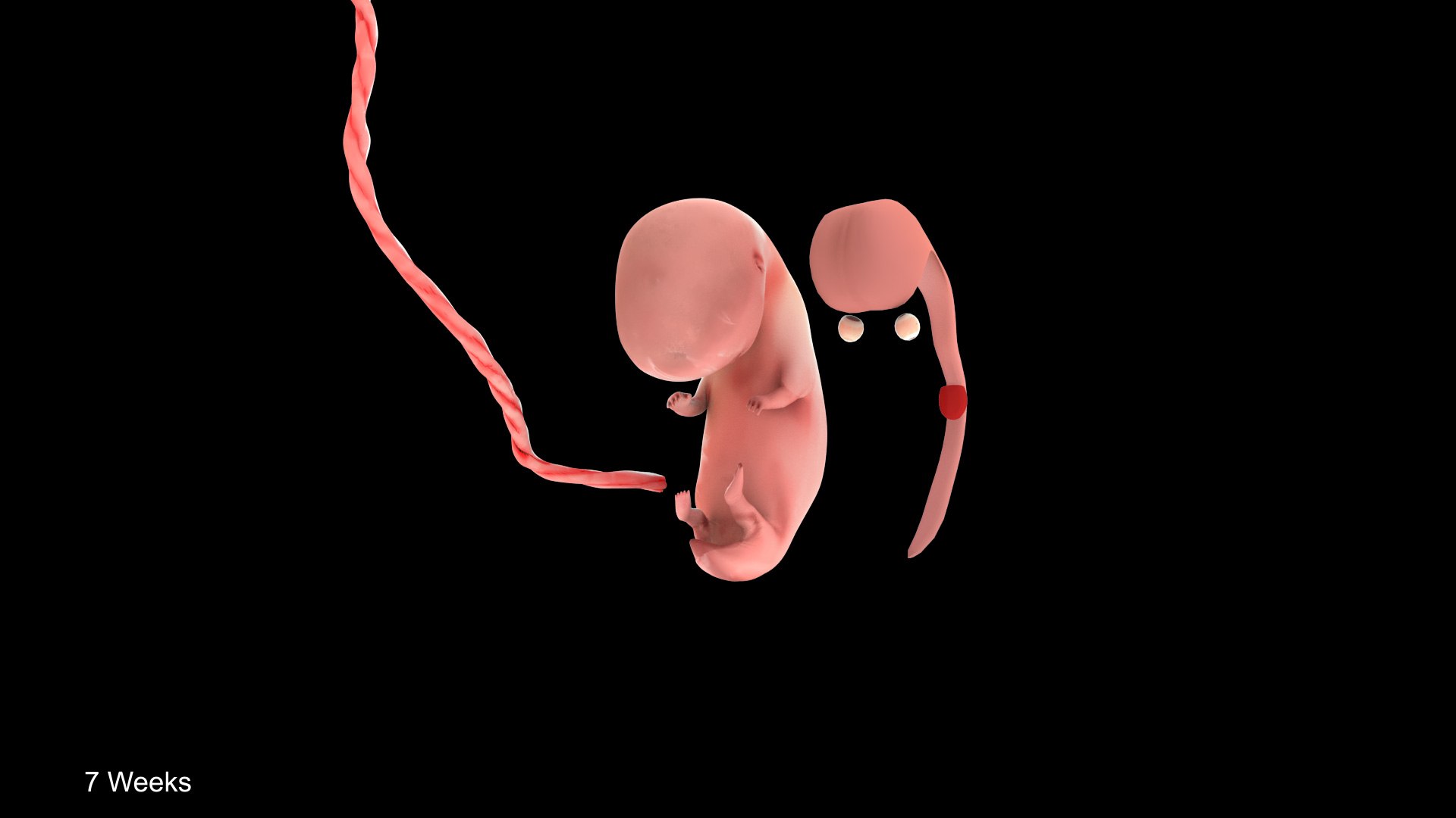 7 Weeks Human Fetus Model - TurboSquid 2036590