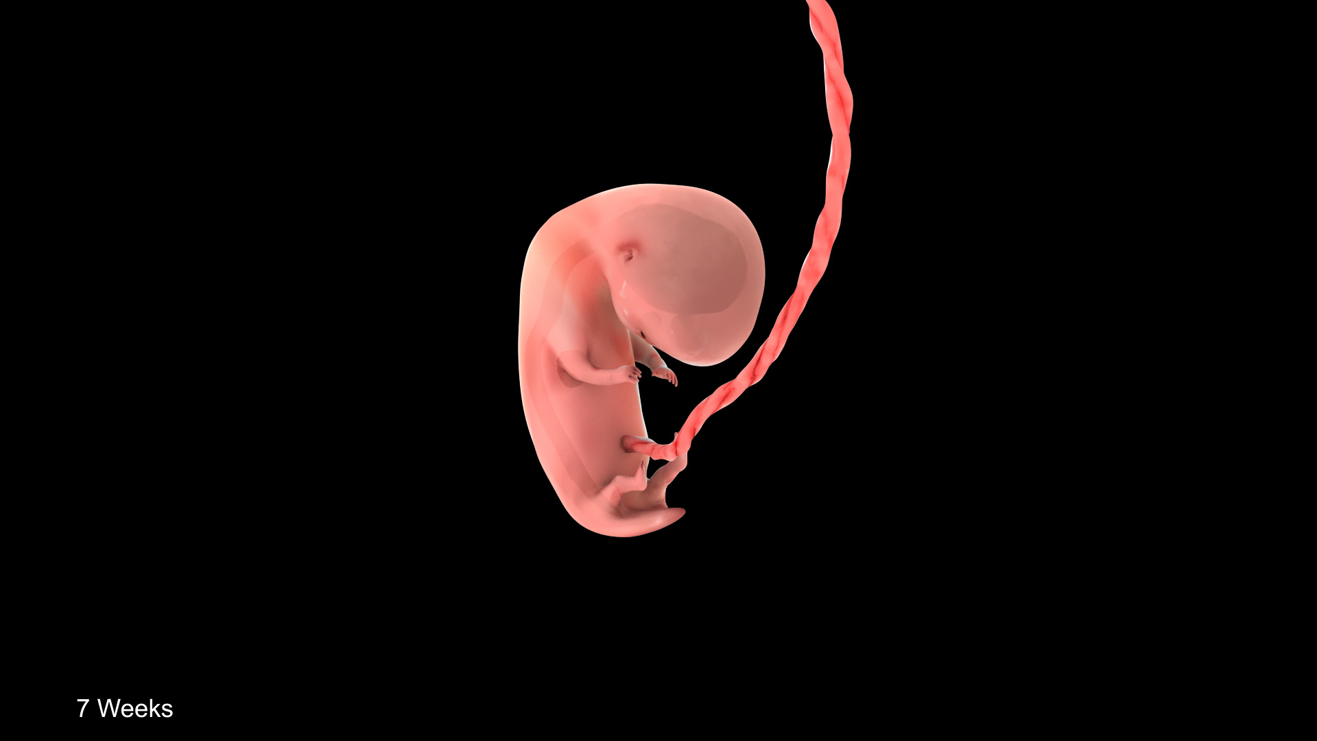 7 Weeks Human Fetus Model - TurboSquid 2036590
