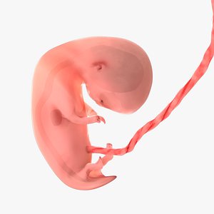 7 Weeks Human Fetus model