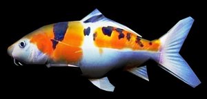 Koi