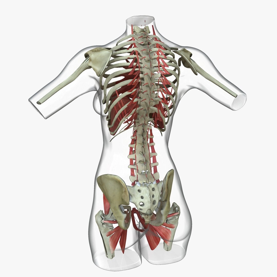 3d ma ultimate african american female torso https://p.turbosquid.com/ts-thumb/Xa/HM0lXS/16DaZJo5/b1/jpg/1444100625/1920x1080/fit_q87/a40b2ae45bb781fd8a8bac628d3cd7f246544c0c/b1.jpg