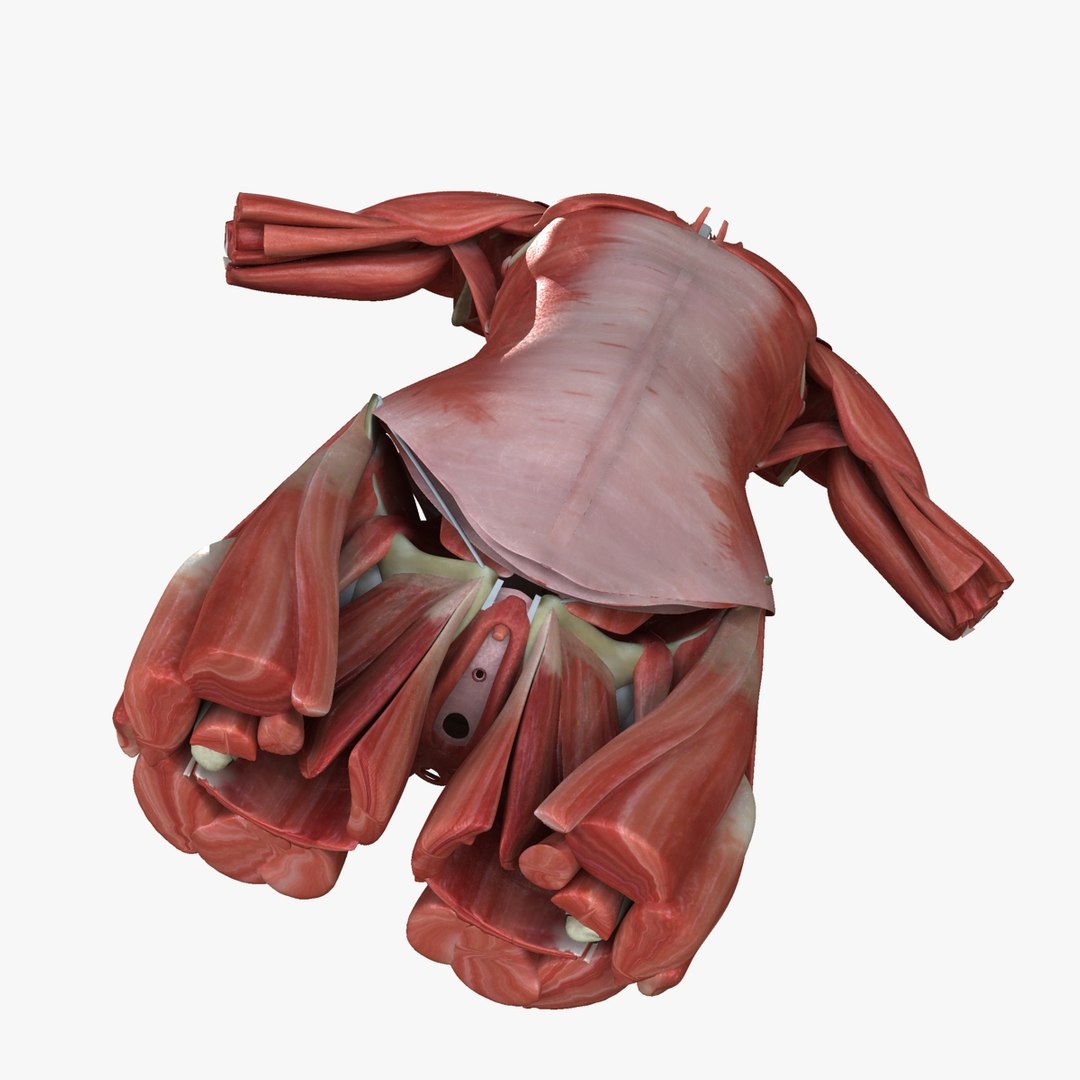 3d ma ultimate african american female torso https://p.turbosquid.com/ts-thumb/Xa/HM0lXS/8PmoDxpS/002/jpg/1444102942/1920x1080/fit_q87/05a204af573ce322fe7d5c39a5ac49363e7e490c/002.jpg