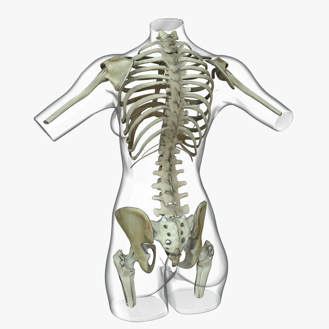 3d ma ultimate african american female torso https://p.turbosquid.com/ts-thumb/Xa/HM0lXS/BVmSBgHX/b0/jpg/1444100625/1920x1080/fit_q87/d4b8f0e84574ac2a0ecd9c2ac8ffdaca0748a589/b0.jpg