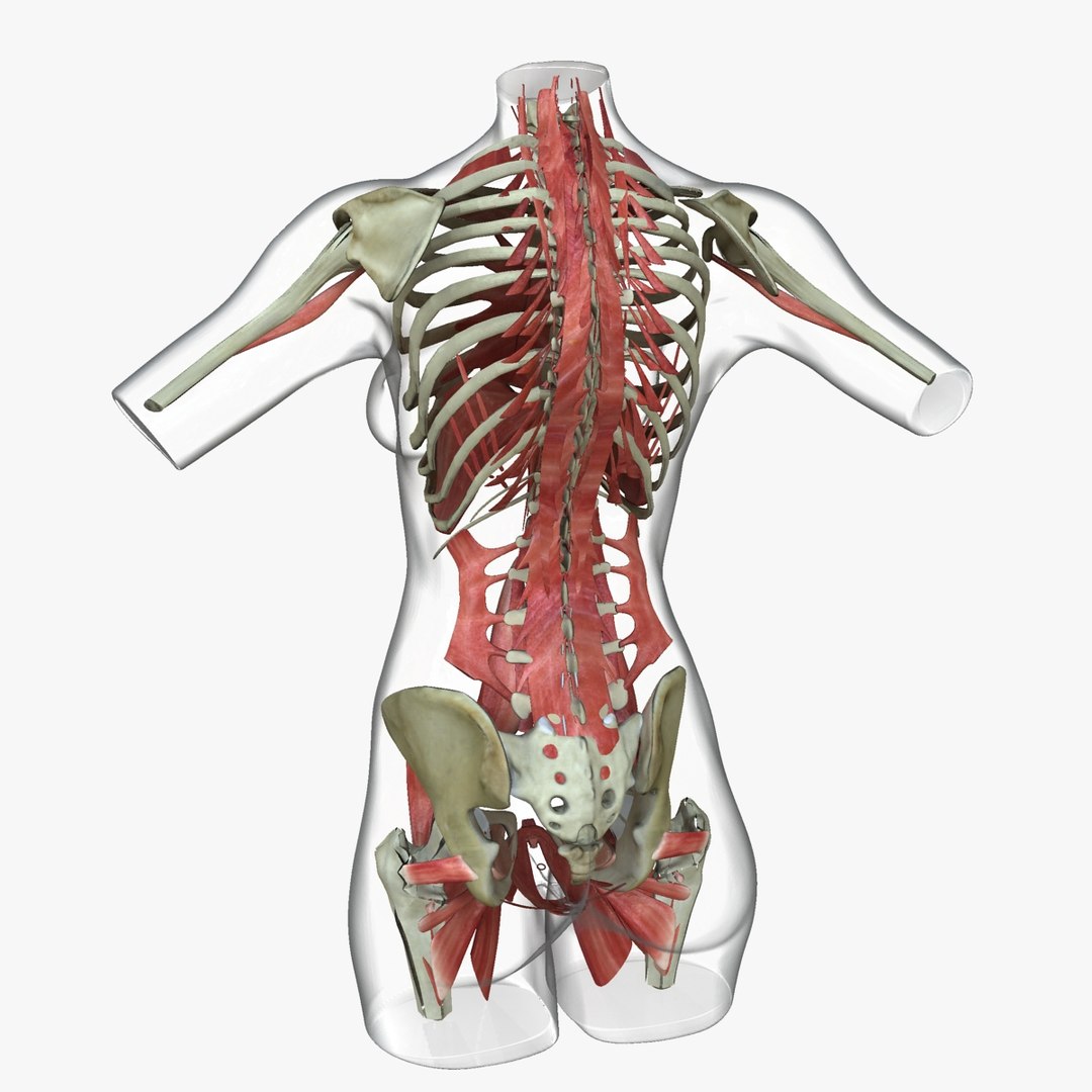 3d ma ultimate african american female torso https://p.turbosquid.com/ts-thumb/Xa/HM0lXS/IsgIYUf8/b2/jpg/1444100625/1920x1080/fit_q87/8bc9ec2dff2d21a3401d6ddc08d88c32dfa5fe52/b2.jpg