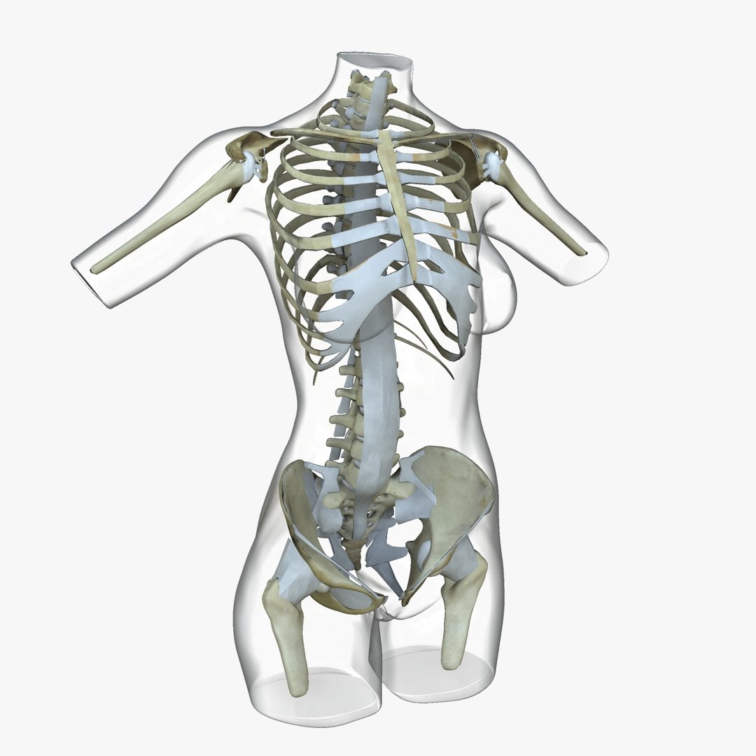 3d ma ultimate african american female torso https://p.turbosquid.com/ts-thumb/Xa/HM0lXS/LWdENdoH/x1/jpg/1444100626/1920x1080/fit_q87/82fcd3f7bfab875ab95f084d30c7712279a64410/x1.jpg