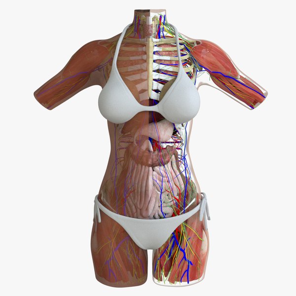 3d ma ultimate african american female torso