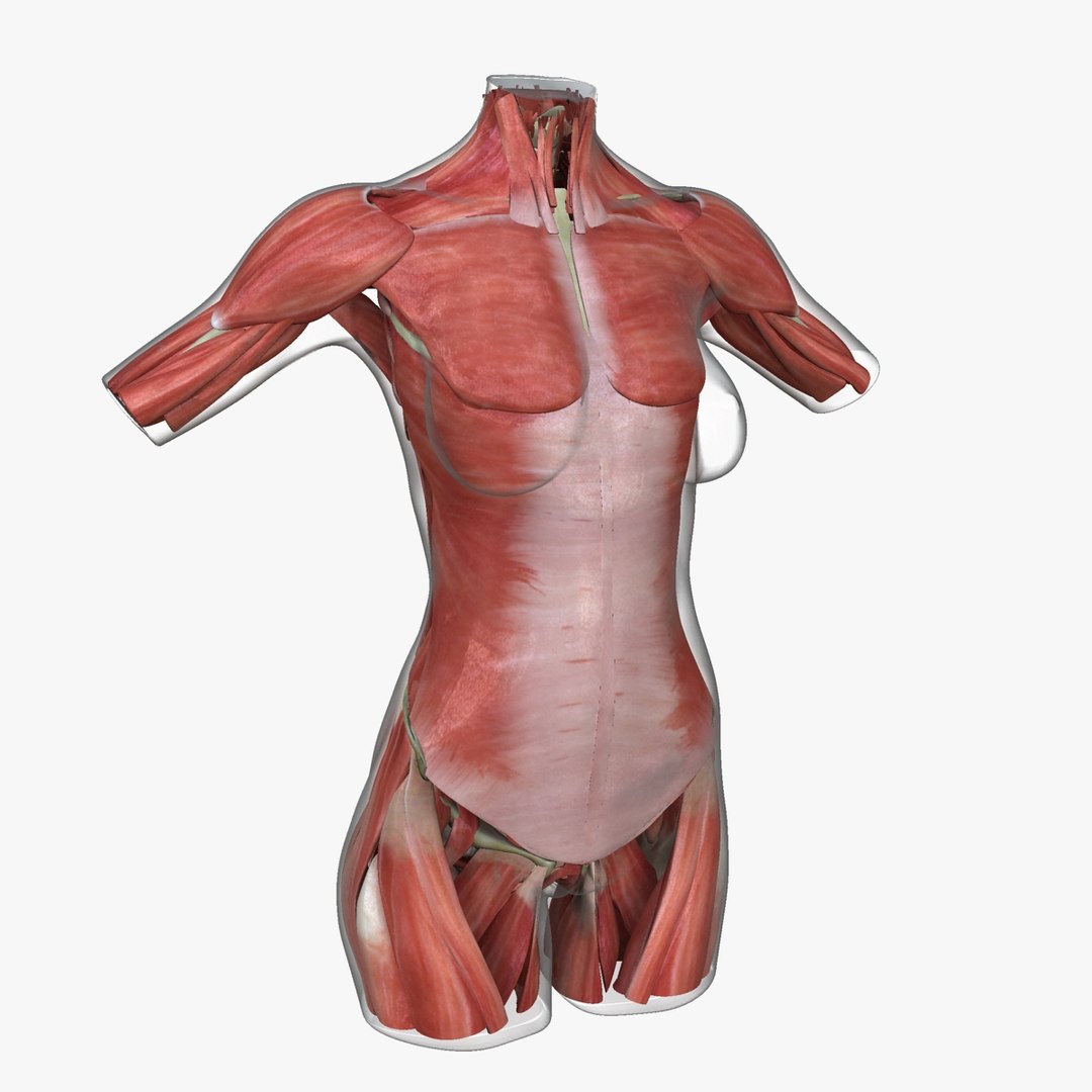 3d ma ultimate african american female torso https://p.turbosquid.com/ts-thumb/Xa/HM0lXS/NYJmhWit/m7/jpg/1444100626/1920x1080/fit_q87/8c28e6b107595ac64a37d29b36f23d22eda40722/m7.jpg