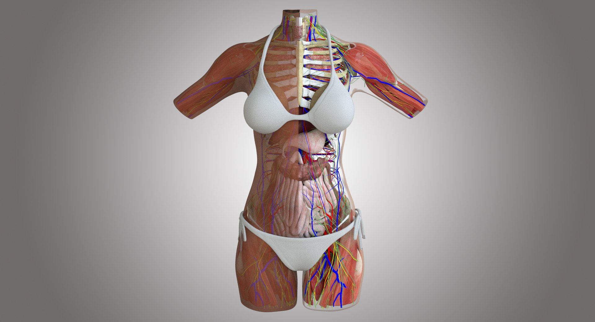 3d ma ultimate african american female torso https://p.turbosquid.com/ts-thumb/Xa/HM0lXS/Ou33fCTH/bbb/jpg/1527780676/1920x1080/fit_q87/982542a9877b539e38a1a4aff259eccda4aa3c62/bbb.jpg