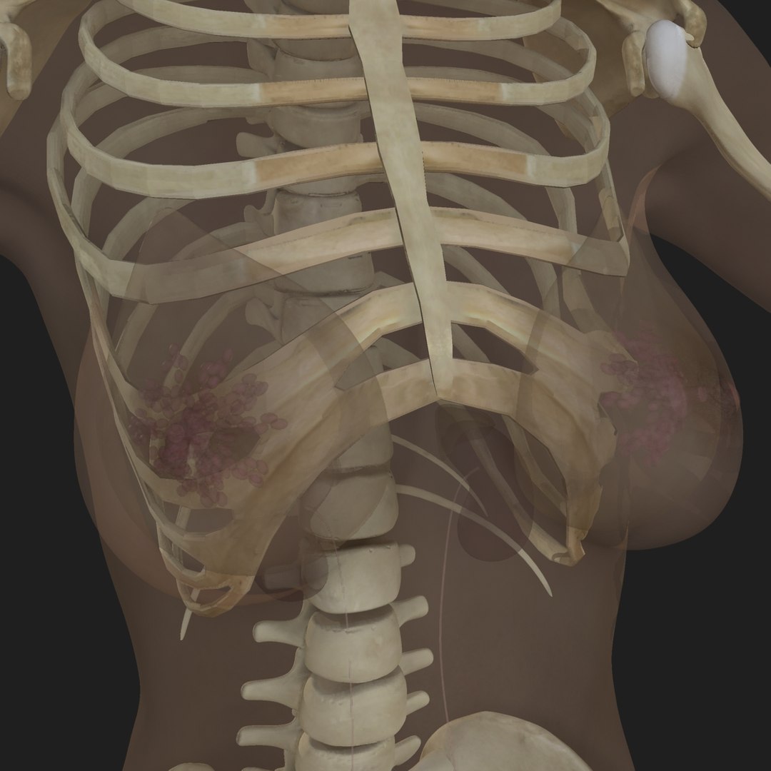3d ma ultimate african american female torso https://p.turbosquid.com/ts-thumb/Xa/HM0lXS/TUgZcF2Z/00008/jpg/1444103241/1920x1080/fit_q87/4d4618efb1be188caa1d4c44b541e9f7ad302f44/00008.jpg